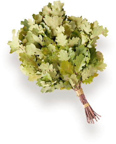 Broom